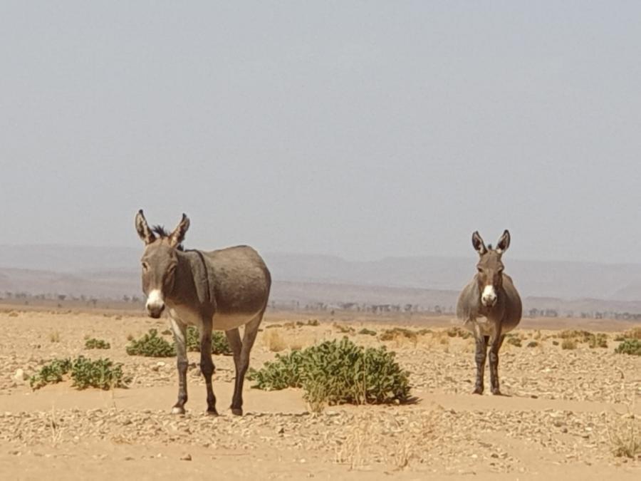 Desert Marocain : Randonnee dans desert 4x4 sahara Maroc