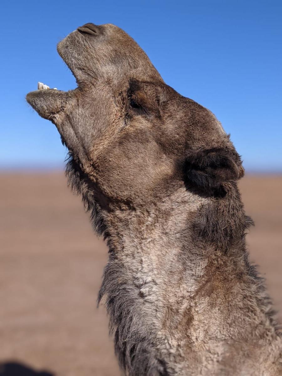 Desert Marocain : Randonnee dans desert 4x4 sahara Maroc